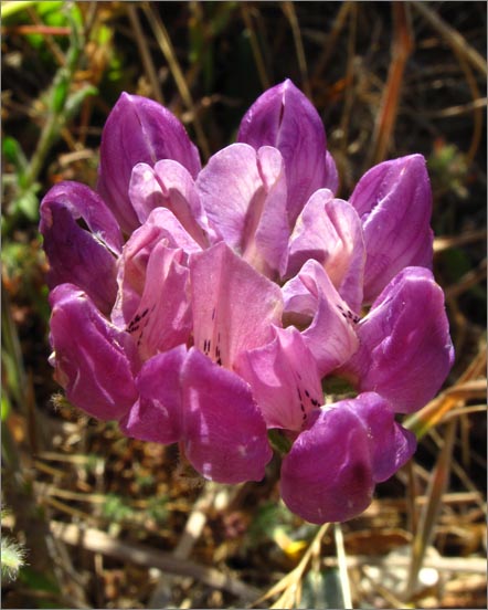 sm 449 Miniature Beach Lupine.jpg - Miniature Beach Lupine (Lupinus micranthus ssp. micranthus): A  low growing whorled flowered Lupine.